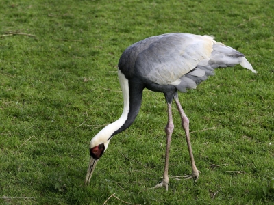 White-naped crane - De Zonnegloed - Animal park - Animal refuge centre 